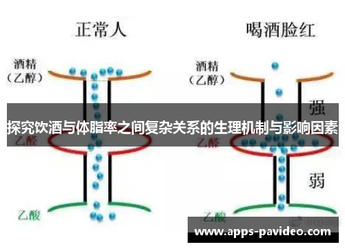 探究饮酒与体脂率之间复杂关系的生理机制与影响因素