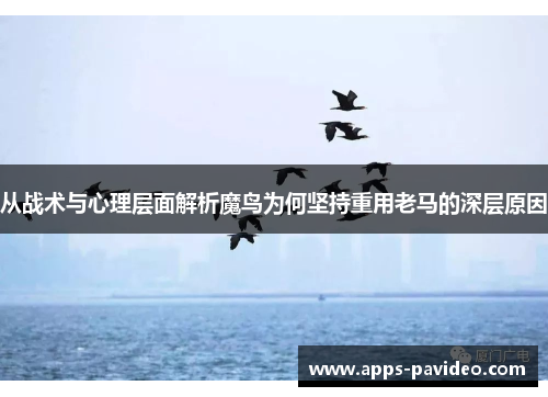 从战术与心理层面解析魔鸟为何坚持重用老马的深层原因